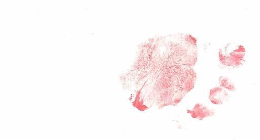 2006-05-13.horizontal.baby_feet.baby_05_months.seren-snyder.1.right.1.livonia.mi.us 