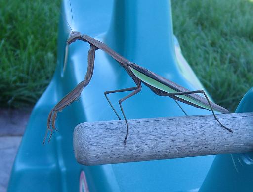 2007-08-31.preying_mantis.3.fav.livonia.mi.us 