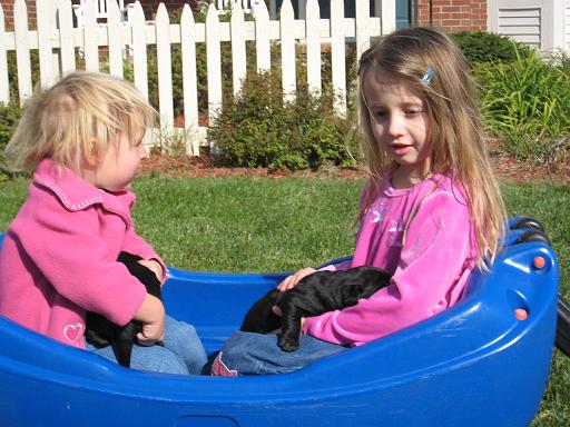 2007-10-12.puppies.5.matti-seren-snyder.livonia.mi.us 