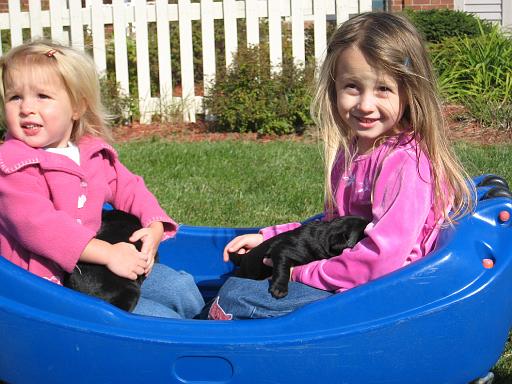 2007-10-12.puppies.6.matti-seren-snyder.livonia.mi.us 