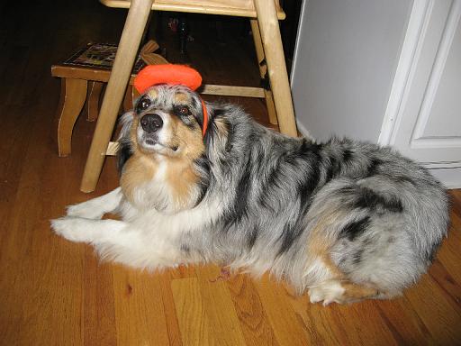 2006-10-31.halloween.baby_11_months.sidnee.1.livonia.mi.us 