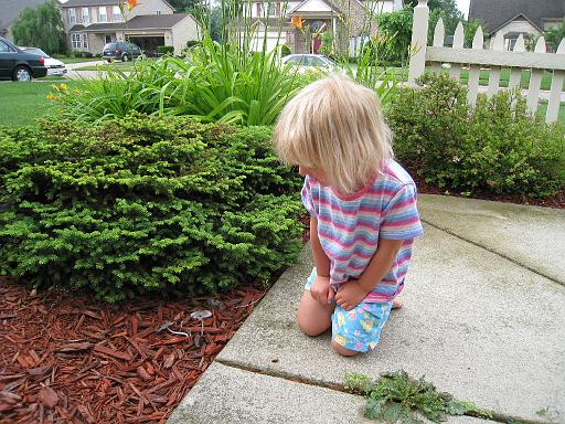 2008-06-28.gardening.seren-snyder.13.mushroom.livonia.mi.us 