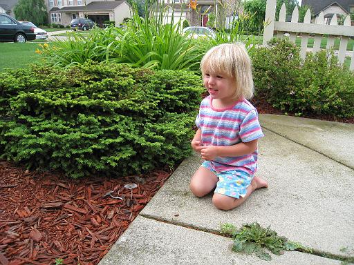 2008-06-28.gardening.seren-snyder.14.mushroom.livonia.mi.us 