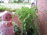 2008-06-23.gardening.seren-snyder.06.livonia.mi.us.jpg