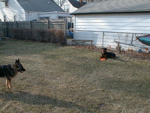 1999-00-00.spring.yard_back.schone-sasha.1.redford.mi.us 