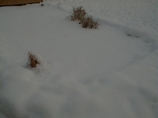 2000-00-00.pond.winter.2.redford.mi.us 
