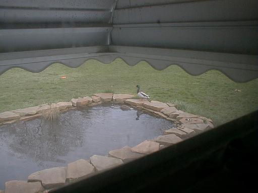 1999-00-00.pond.ducks.1.redford.mi.us 