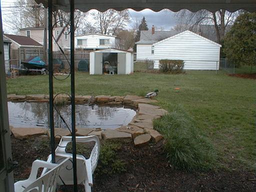 1999-00-00.pond.ducks.3.redford.mi.us 