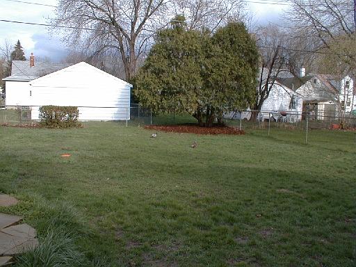 1999-00-00.pond.ducks.5.redford.mi.us 