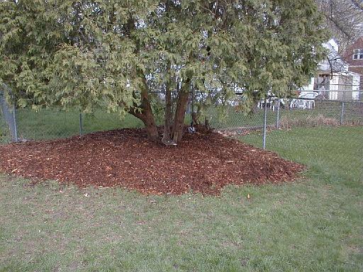 1999-00-00.pond.ducks.6.redford.mi.us 