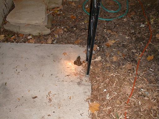 1999-10-17.pond.bullfrog.patio.3.redford.mi.us 