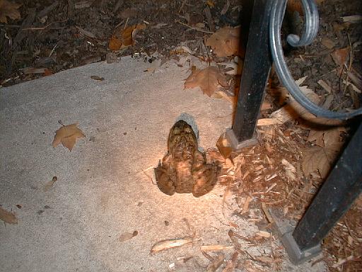 1999-10-17.pond.bullfrog.patio.close_shot.2.redford.mi.us 