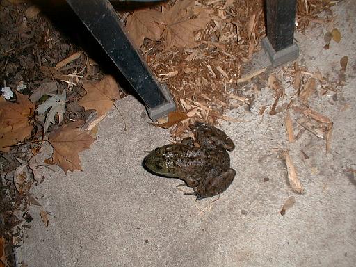 1999-10-17.pond.bullfrog.patio.close_shot.5.redford.mi.us 