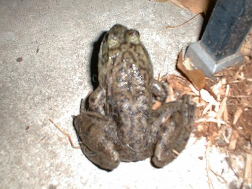 1999-10-17.pond.bullfrog.patio.close_shot_macro.2.redford.mi.us 