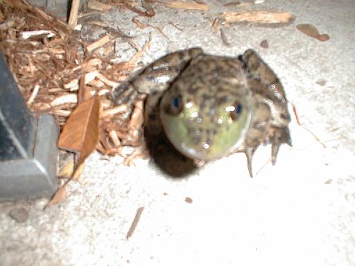 1999-10-17.pond.bullfrog.patio.close_shot_macro.3.redford.mi.us 