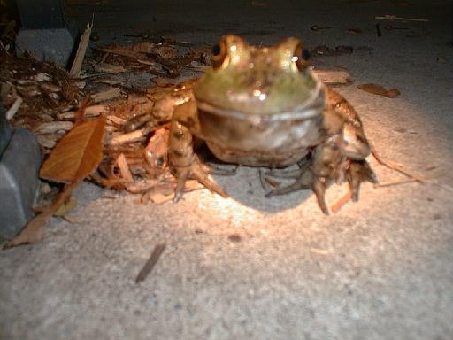 1999-10-17.pond.bullfrog.patio.close_shot_macro.5.redford.mi.us 
