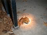1999-10-17.pond.bullfrog.patio.close_shot.3.redford.mi.us