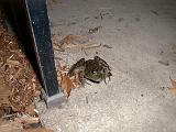 1999-10-17.pond.bullfrog.patio.close_shot.4.redford.mi.us