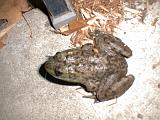 1999-10-17.pond.bullfrog.patio.close_shot_macro.1.redford.mi.us