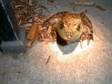 1999-10-17.pond.bullfrog.patio.close_shot_macro.4.redford.mi.us