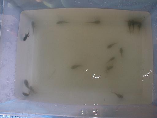 2003-08-00.adding.tadpoles.2.redford.mi.us 