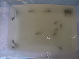 2003-08-00.adding.tadpoles.2.redford.mi.us.jpg