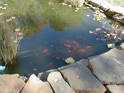 2000-00-00.pond.goldfish.tree.reflection.redford.mi.us 