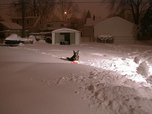 1999-01-04.schone.winter.backyard.2.redford.mi.us 