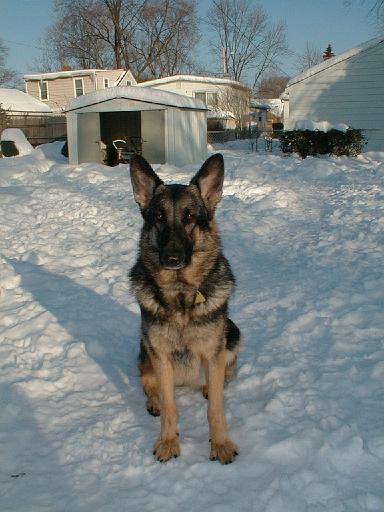 1999-02-01.schone.winter.close_shot.1.redford.mi.us 