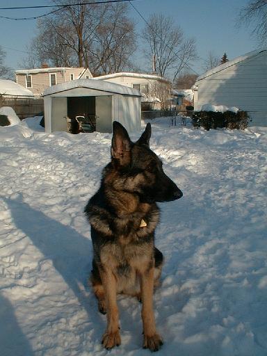 1999-02-01.schone.winter.close_shot.2.redford.mi.us 