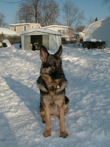 1999-02-01.schone.winter.close_shot.3.redford.mi.us 