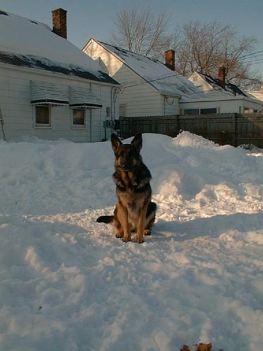 1999-02-01.schone.winter.close_shot.4.redford.mi.us 
