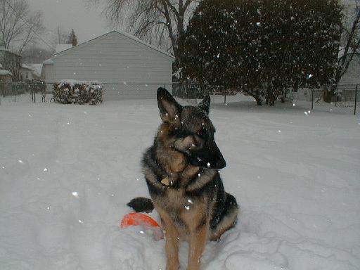 1999-02-01.schone.winter.close_shot.5.redford.mi.us 