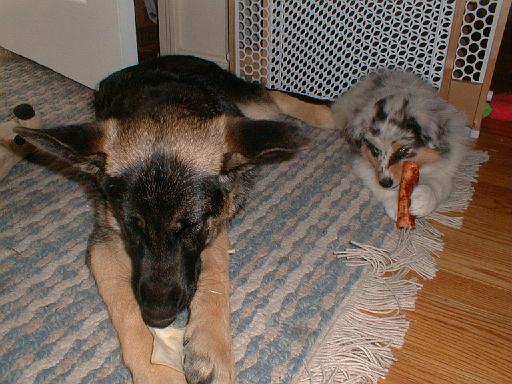 2003-00-00.reisa-sidnee.chews.1.fav.redford.mi.us 