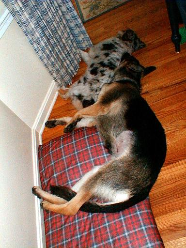 2003-00-00.reisa-sidnee.lying_down.6.redford.mi.us 