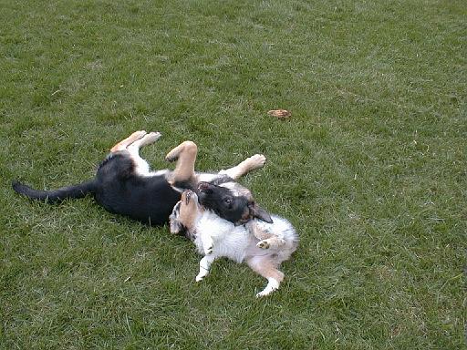 2003-00-00.reisa-sidnee.playing.06.fav.redford.mi.us 