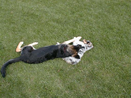 2003-00-00.reisa-sidnee.playing.08.redford.mi.us 