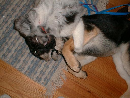 2003-00-00.reisa-sidnee.playing.11.redford.mi.us 