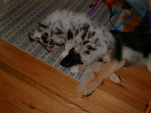 2003-00-00.reisa-sidnee.playing.12.redford.mi.us 
