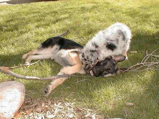 2003-00-00.reisa-sidnee.playing.stick.2.redford.mi.us 