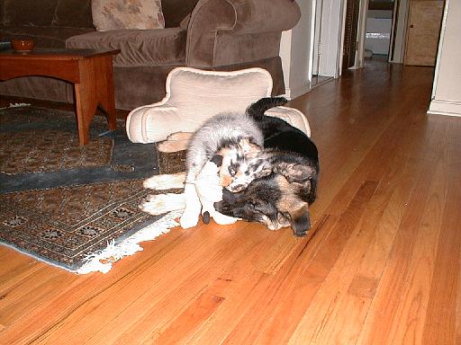 2003-00-00.reisa-sidnee.sharing.bear.toy.1.redford.mi.us 