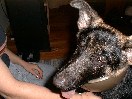 2003-00-00.reisa.2.after.reisa.the.dork.wearing.trash_can.lid.1.fav.redford.mi.us 