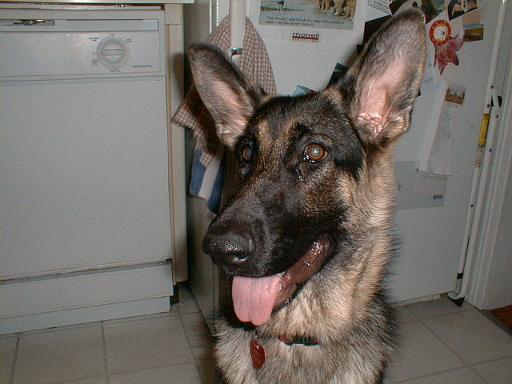 2003-00-00.reisa.head_shot.3.redford.mi.us 