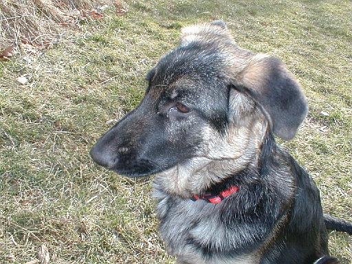 2003-00-00.reisa.head_shot.grass.1.redford.mi.us 