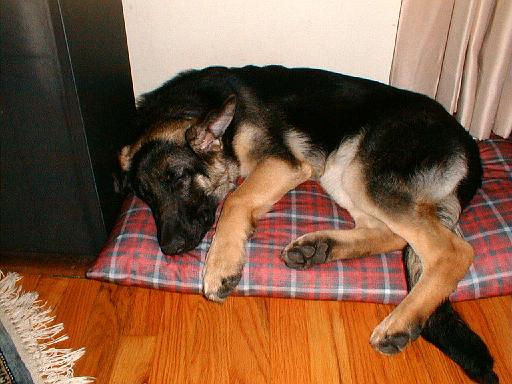 2003-00-00.reisa.lying_down.5.redford.mi.us 