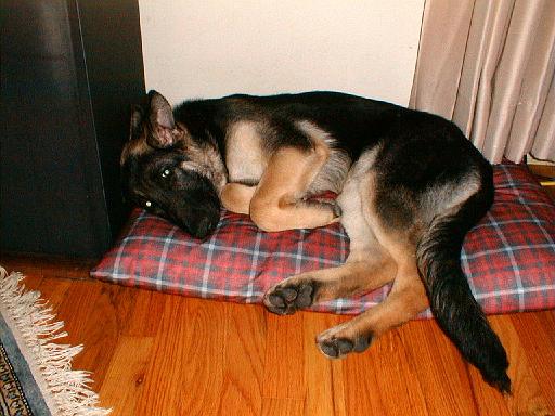 2003-00-00.reisa.lying_down.6.redford.mi.us 