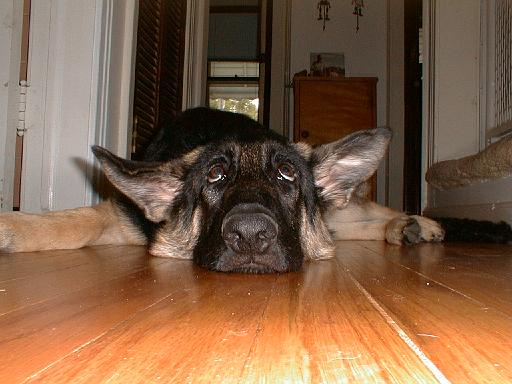 2003-00-00.reisa.lying_down.8.redford.mi.us 