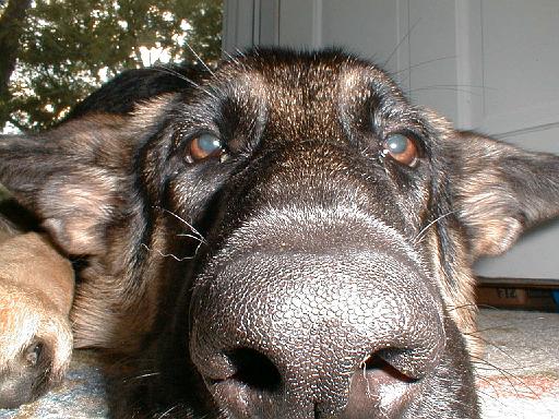 2003-00-00.reisa.lying_down.9.redford.mi.us 