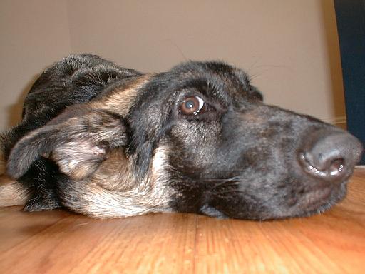 2003-00-00.reisa.lying_down.head_shot.ground_view.1.fav.redford.mi.us 