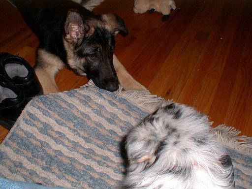 2003-00-00.reisa.wanting.sidnee.chew.1.redford.mi.us 
